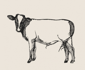 visuel veau