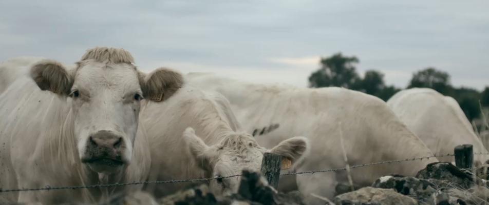 visuel bien traitance animale
